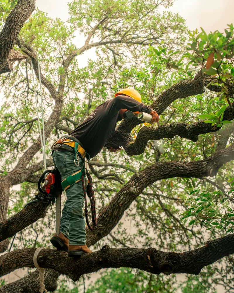 Tree Trimming work in progress